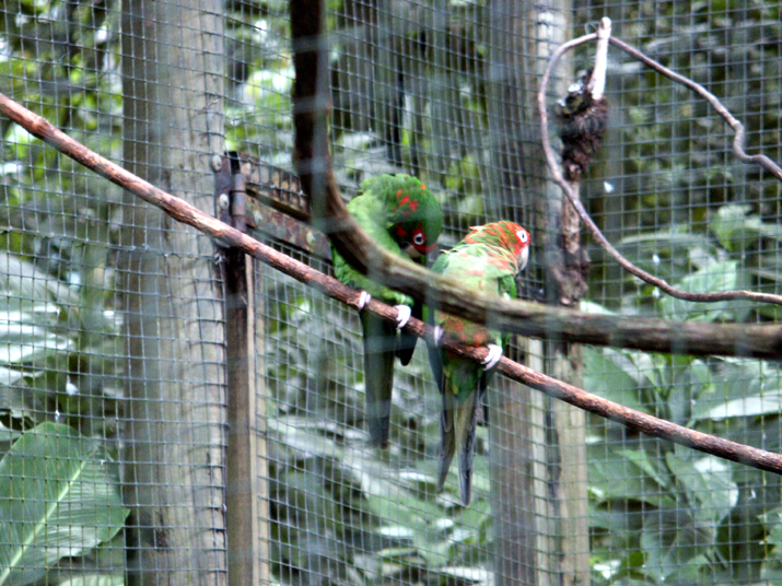 17a - Parc des Mamelles - Zoo 034.jpg - DCF 1.0